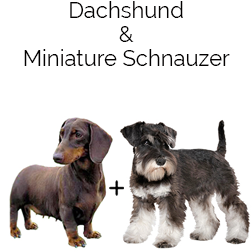 Miniature Schnoxie Dog
